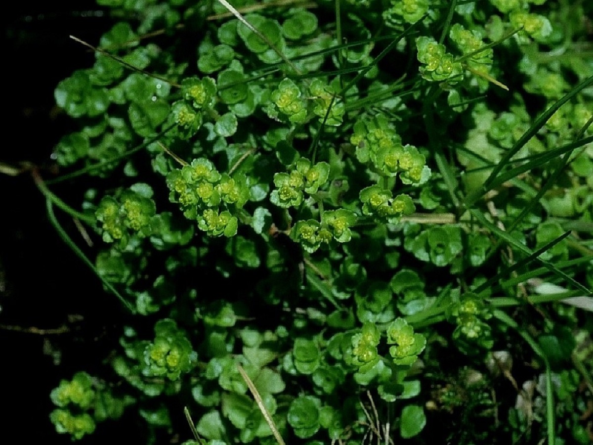 Chrysosplenium oppositifolium (Saxifragaceae)